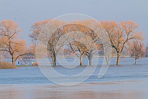 Drowned wintry trees in dutch fore-lands near Welsum photo