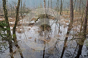 Drowning forest: dead Birches in a swamp