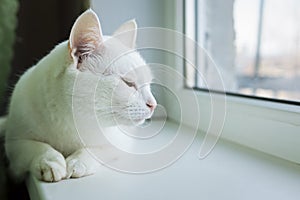 Drowsy cat on windowsill