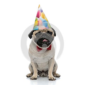 Drowsy pug panting and sitting while wearing a birthday hat