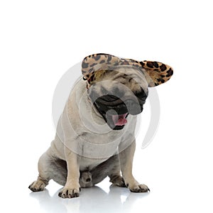 Drowsy pug yawningwhile wearing a headband with cheetah ears