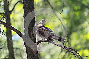 Drozd sits on a branch in the forest