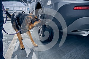 Drug detection dog sniffing car at airport