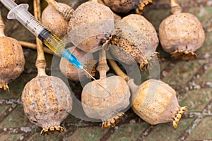 Drug opium poppy inside the syringe. Deadly drug addiction