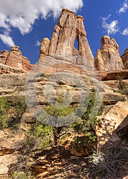 Druid Arch & Juniper Shrubs