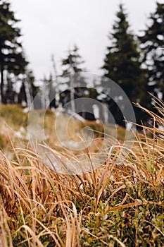 Druied grass on the mountain trail during atumn season. photo