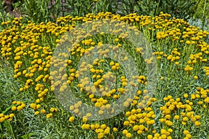 Drum sticks Craspedia flowers in a flowerbed