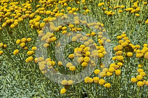 Drum sticks Craspedia flowers in a flowerbed