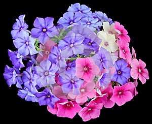 Drummond Phlox mixed colors isolated