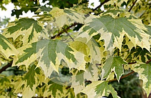 Drummond`s maple Acer platanoides Drummondii. Foliage close-up