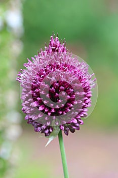 Drumstick Allium  - Single Flower Head