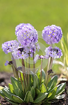 Drumstick primula photo