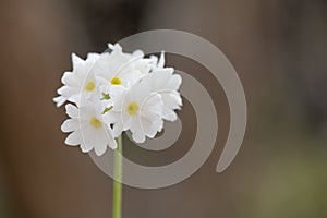 Drumstick primula, Primula denticulata alba, flowering white