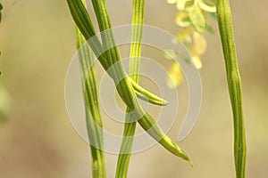 Drumsticks vegetables close up in the natural background of my garden. Delicious veggie improves sexual ability as well