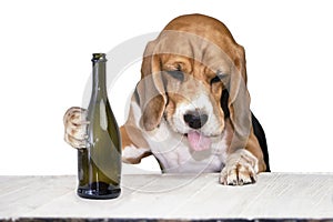 drunk beagle dog with protruding tongue drinking