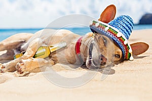 Drunk dog on the beach