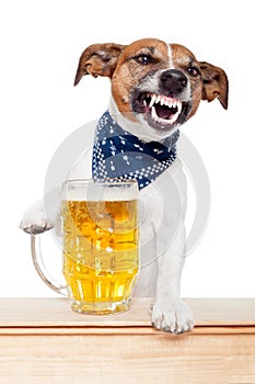 Drunk dog with beer