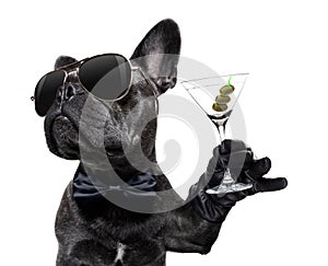 Drunk dog drinking a cocktail