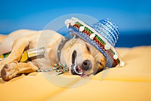 Drunk mexican dog