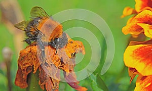 A drunken bumblebee got drunk on intoxicating nectar