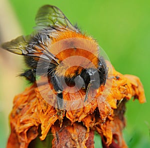 A drunken bumblebee got drunk on intoxicating nectar