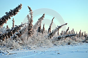 Drunken Trees