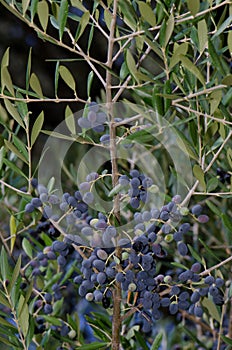 Drupes of olive.