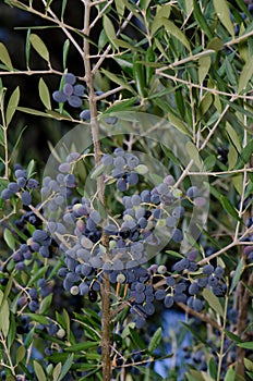 Drupes of olive. photo