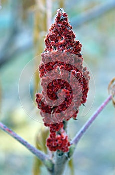 Drupes of a staghorn sumac