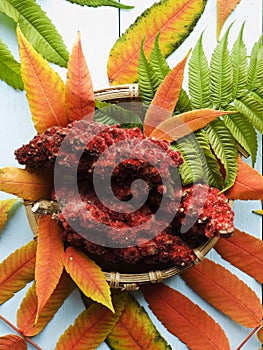 Drupes of a staghorn sumac photo