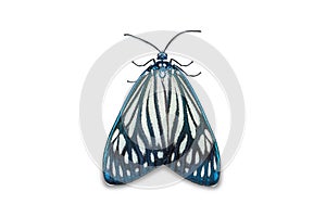 Drury`s Jewel Cyclosia papilionaris moth photo