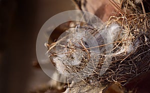 A dry, abandoned bird`s nest, well padded, on the edge of a tree trunk outdoors