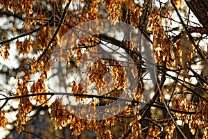 Dry acacia leaves