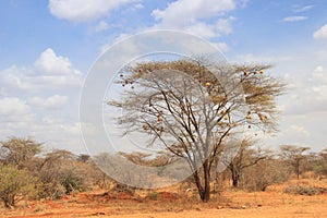 Dry acacia tree in the African savanna with many small bird nests