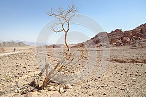 Dry acacia tree in the desert