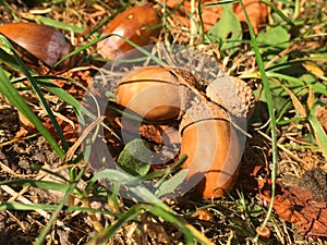 Dry acorns in green grass, close-up