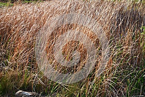 Dry Acorus calamus L.