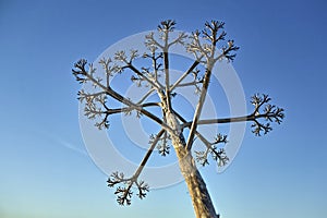 Dry agave stem over blue sky photo