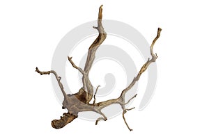 Dry aged driftwood branches isolated on white background with clipping path