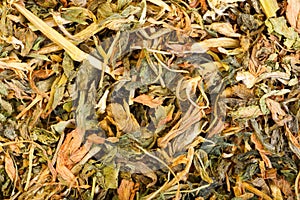 Dry Alfalfa, Medicago sativa close-up photo. Herbs on macro. photo