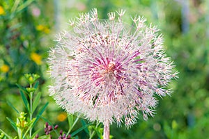 Dry allium giganteum flower