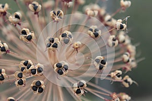 Dry Allium Seeds