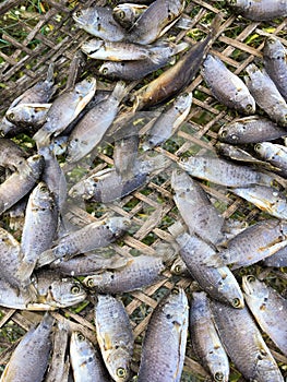 Dry anabas testudineus fish photo