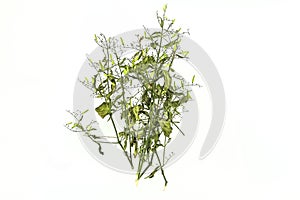 Dry of Andrographis paniculata plant on white background use for