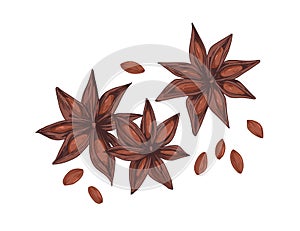 Dry aniseed or star anise. Composition of Chinese winter spice, badian with seeds. Realistic staranise. Hand-drawn photo