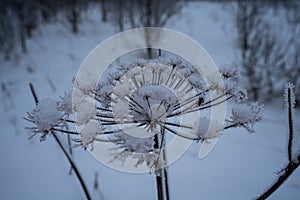 Dry annual plant covered with hoarfrost