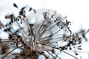 Dry Apiaceae  or Umbelliferae family plant macro shallow focus against sky