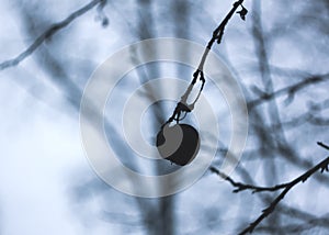 Dry apple on bare tree branch photo