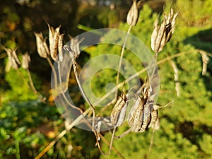 Dry Aquilegia grass