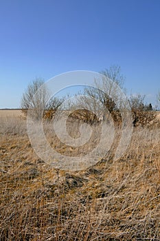 Dry and arid bushes outdoors in nature with a blue sky copy space background. Landscape of branches during sunset on a